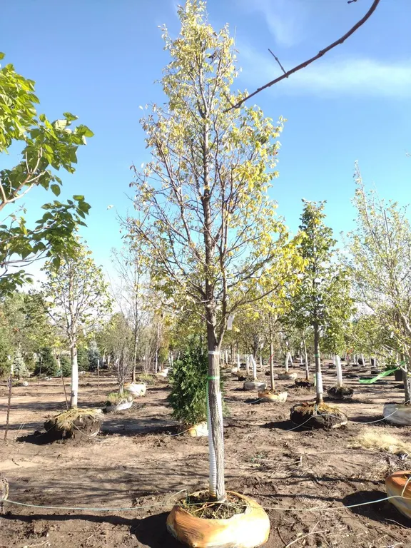 TRIUMPH ELM 3.5"