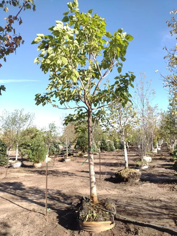 NORTHERN CATALPA 3.5"