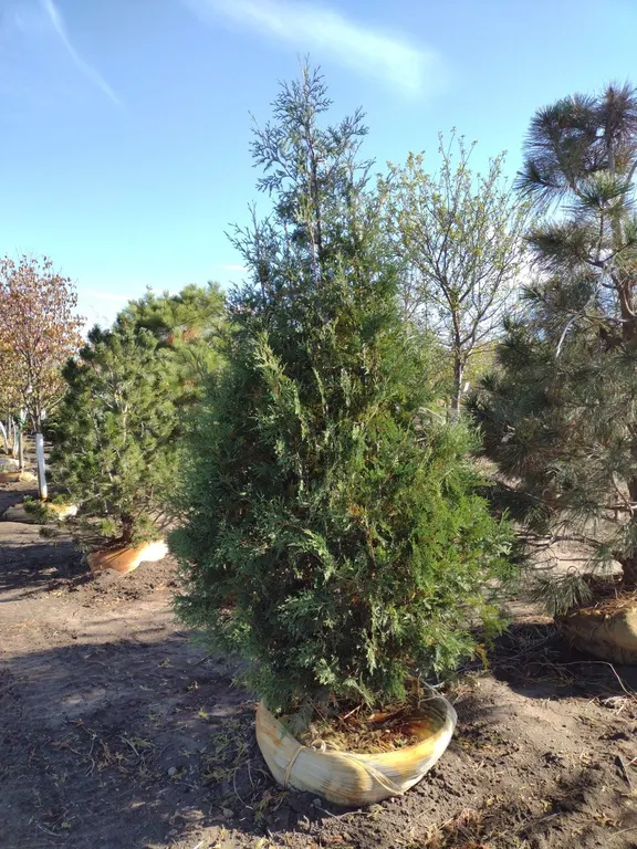TECHNY ARBORVITAE 8'