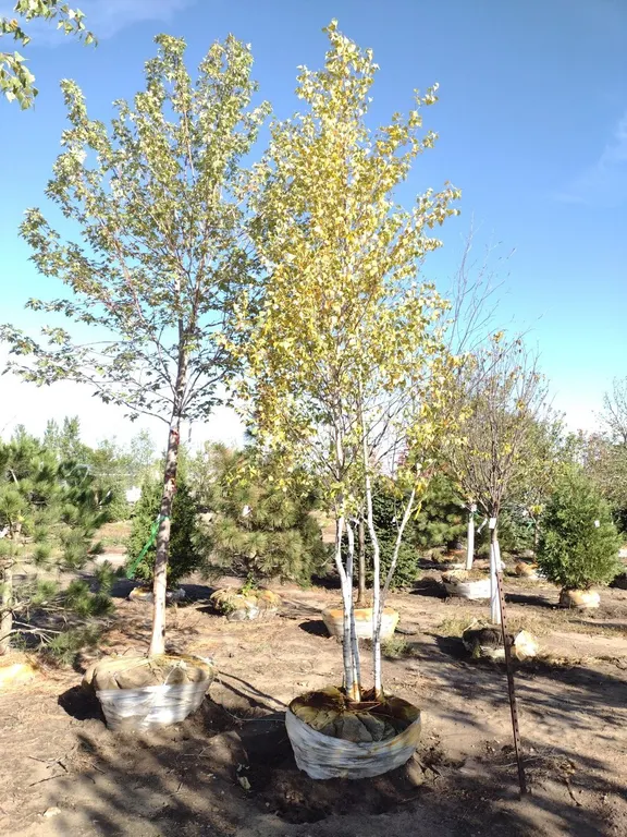 WHITE SPIRE BIRCH CLUMP 12'