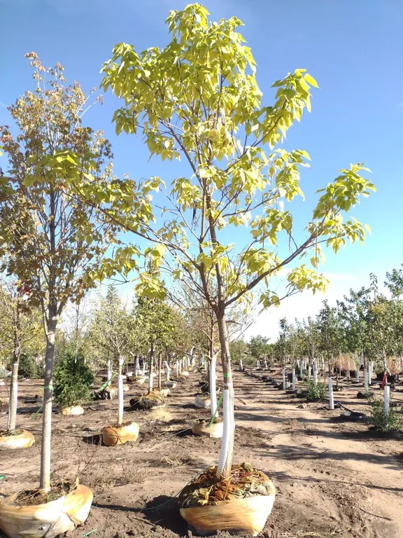 NORTHERN CATALPA 4"
