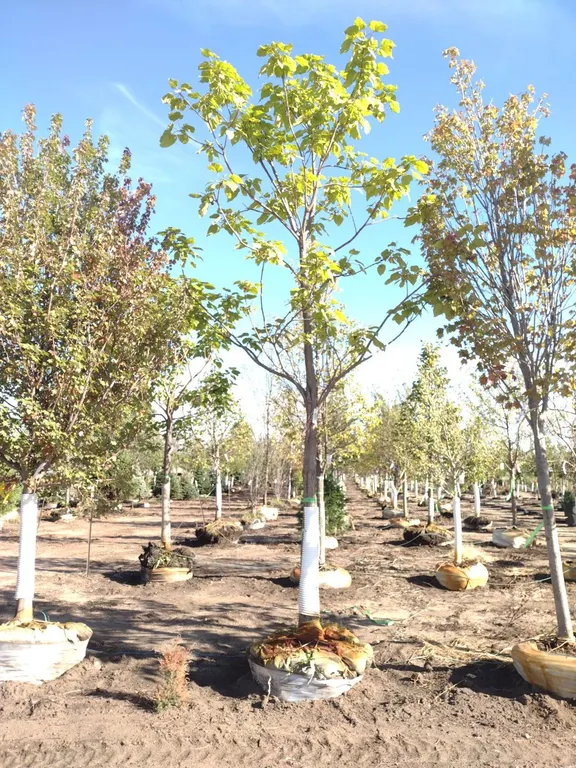 NORTHERN CATALPA 4"