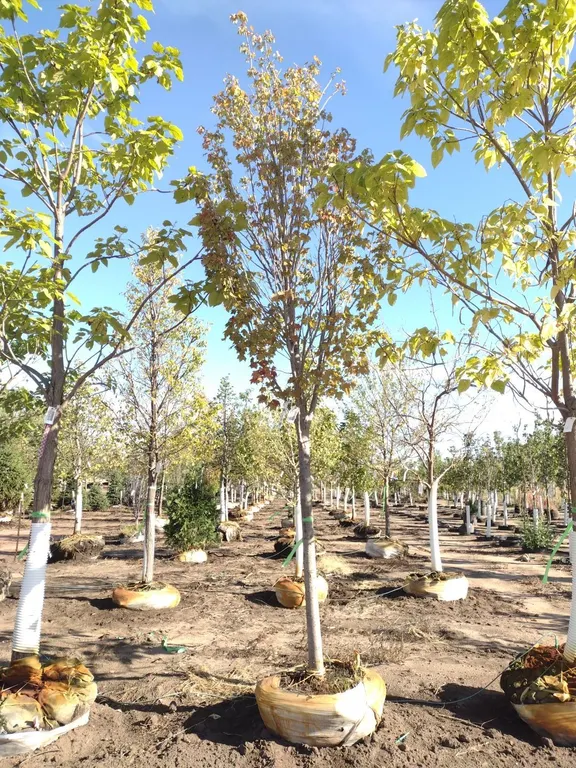 BOWHALL RED MAPLE 3"