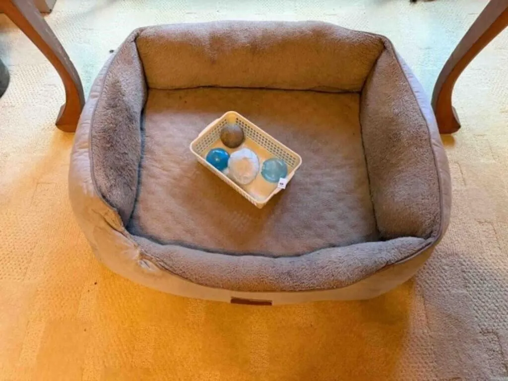 used dog bed