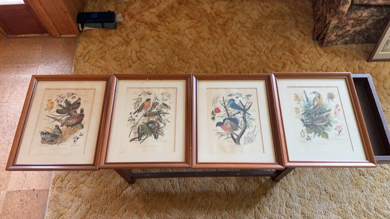 Framed Bird prints