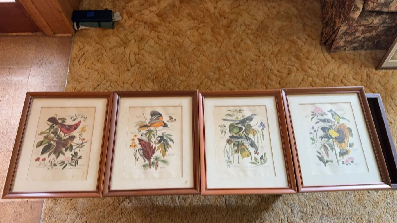 Framed Bird prints