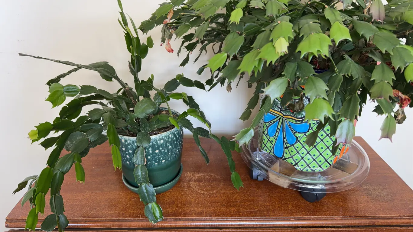 Two Potted Christmas Cactus Plants in Decorative Pots