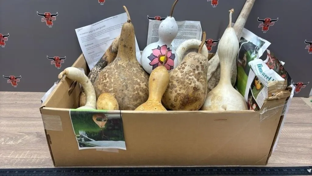 Box of Gourds. Great for Decorating/Crafting.