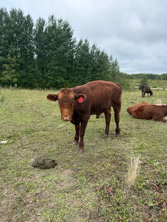 OFFSITE - 1 Year old Angus/Char Bull Tag#23