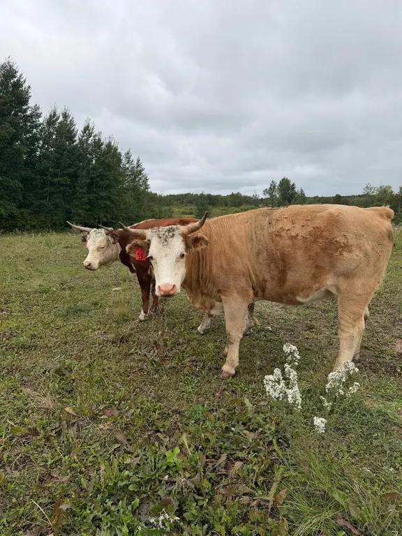 OFFSITE - 2.5 Year old Char Miniature Hereford Heifer Tag #19