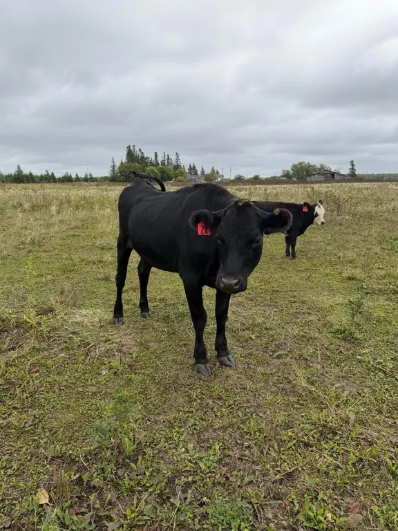 OFFSITE - 1.5 Year old Jersey Angus Heifer Tag #24