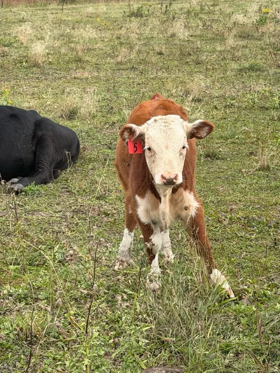 OFFSITE - 6 Month old Miniature Hereford Heifer Tag #5