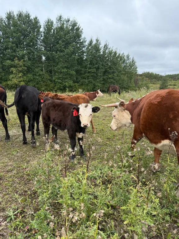 OFFSITE - 6 Month old Miniature Hereford Lowline Tag #4