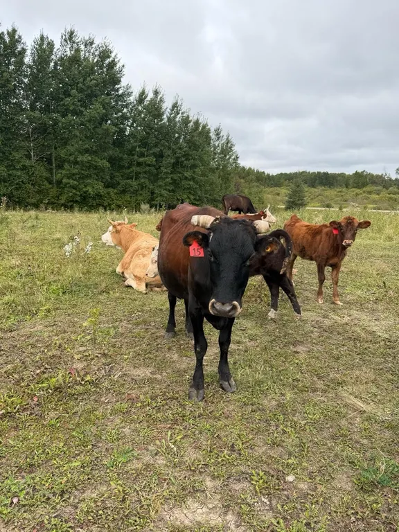 OFFSITE - 5 Year old Dexter Cow Tag#15, great breeder, Exposed to Bull