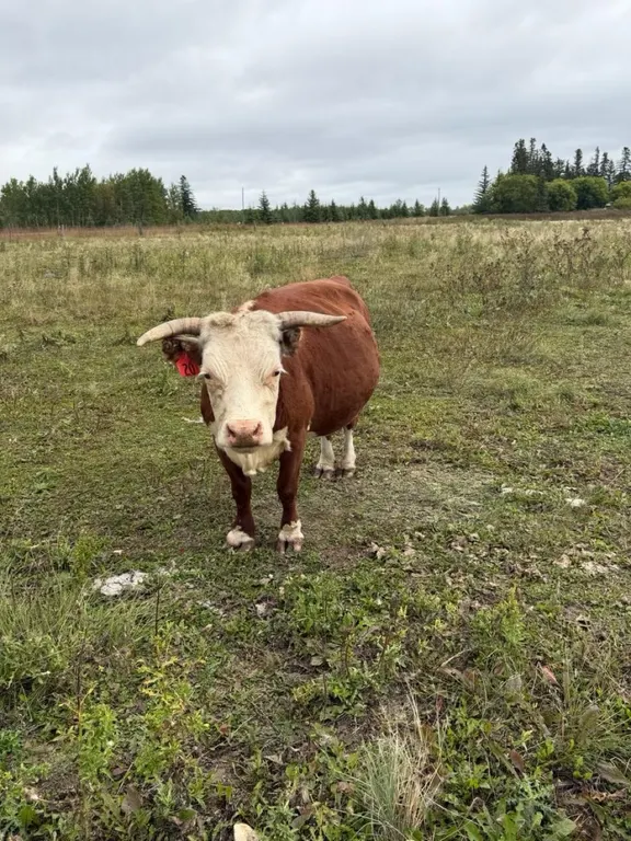 OFFSITE - 5 Year old Miniature Hereford Cow Tag #20, good breeder, Exposed to Bull