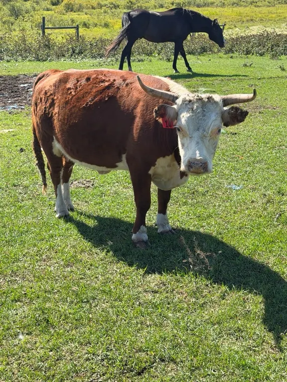 OFFSITE - 5 Year old Miniature Hereford Cow Tag #14, good breeder, Exposed to Bull