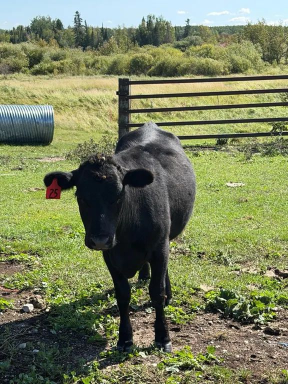 OFFSITE - 1.5 Year old Dexter Hereford Heifer Tag #25