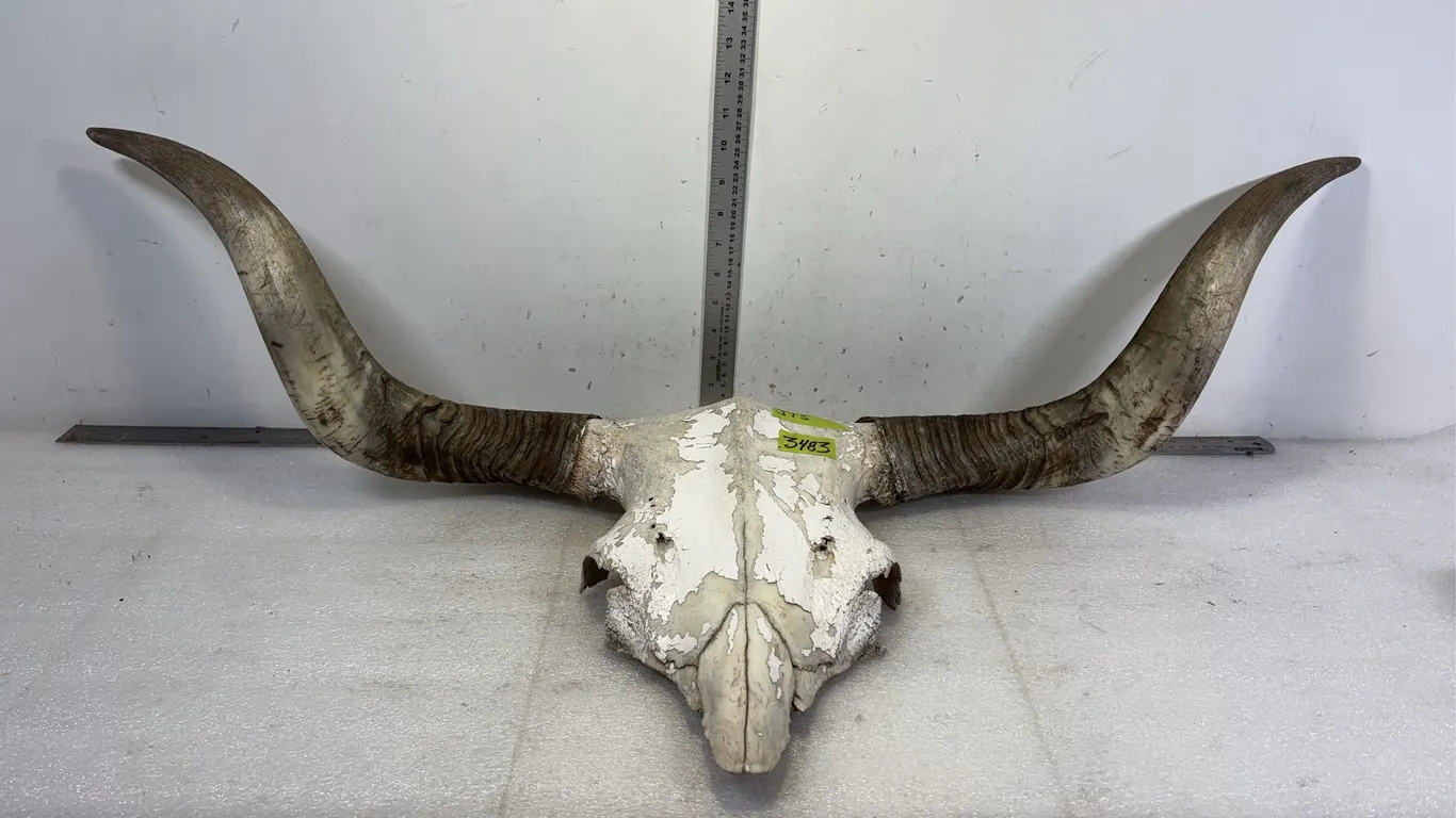 Long Horn Cow Skull, approx. Dimensions 39" x 17" x 11" *Unreserved*