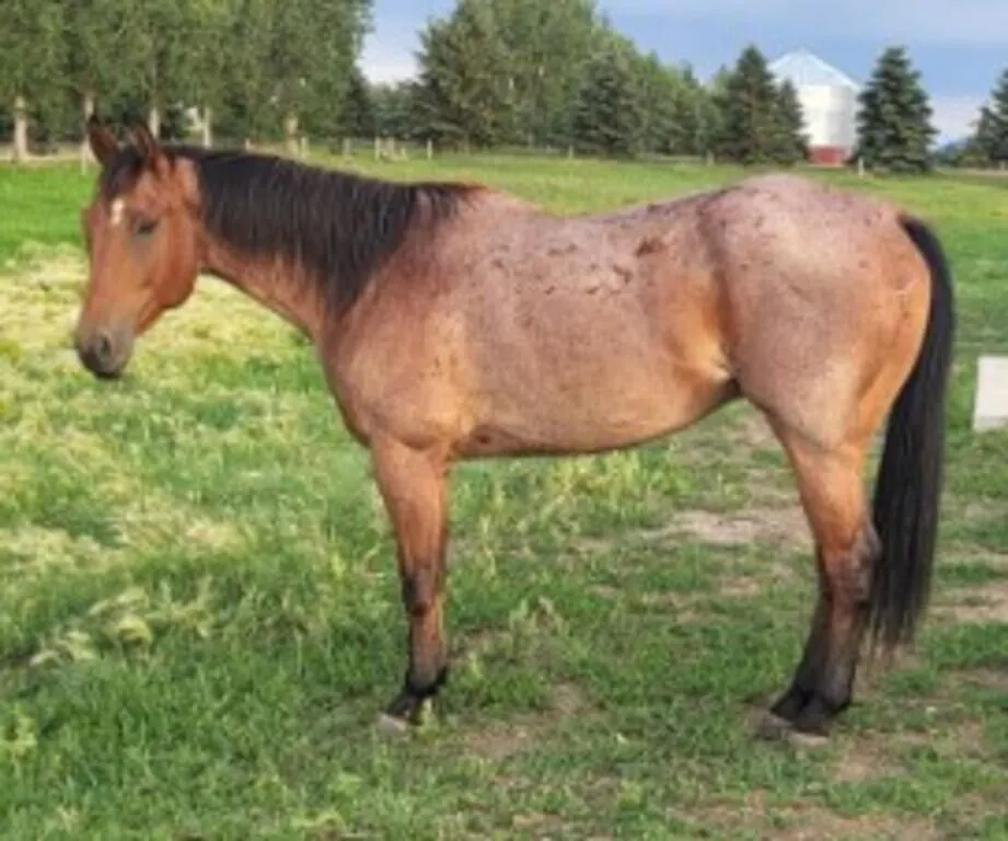 CASH THE BUG 2020 AQHA BAY ROAN GELDING