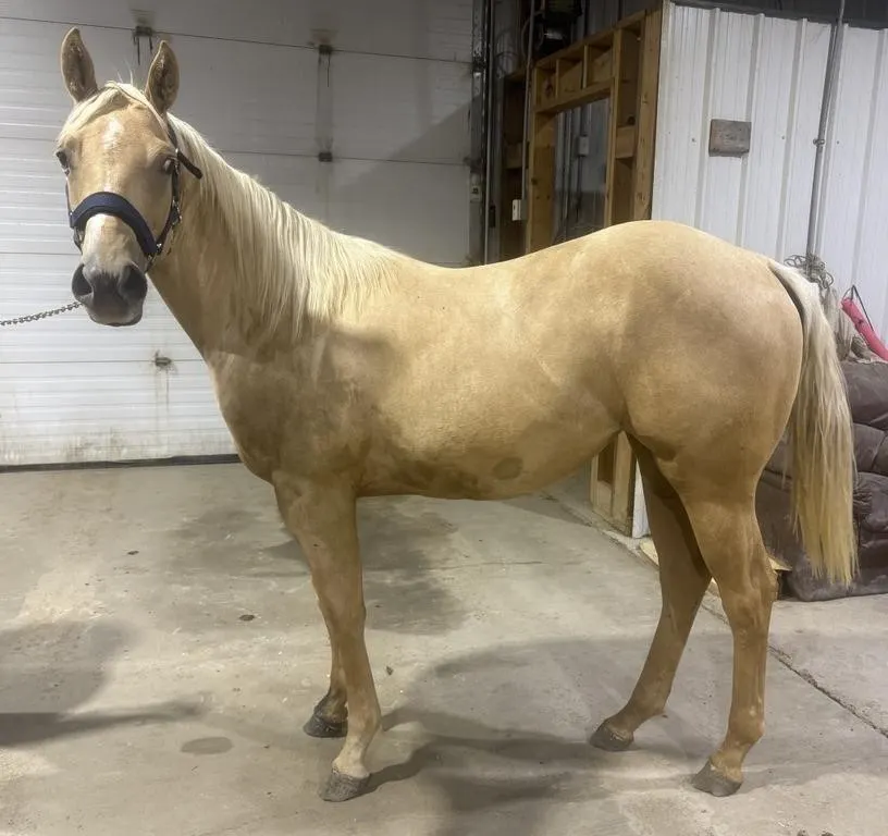 CASHS GOLD LEGEND 2025 AQHA PALOMINO FILLY