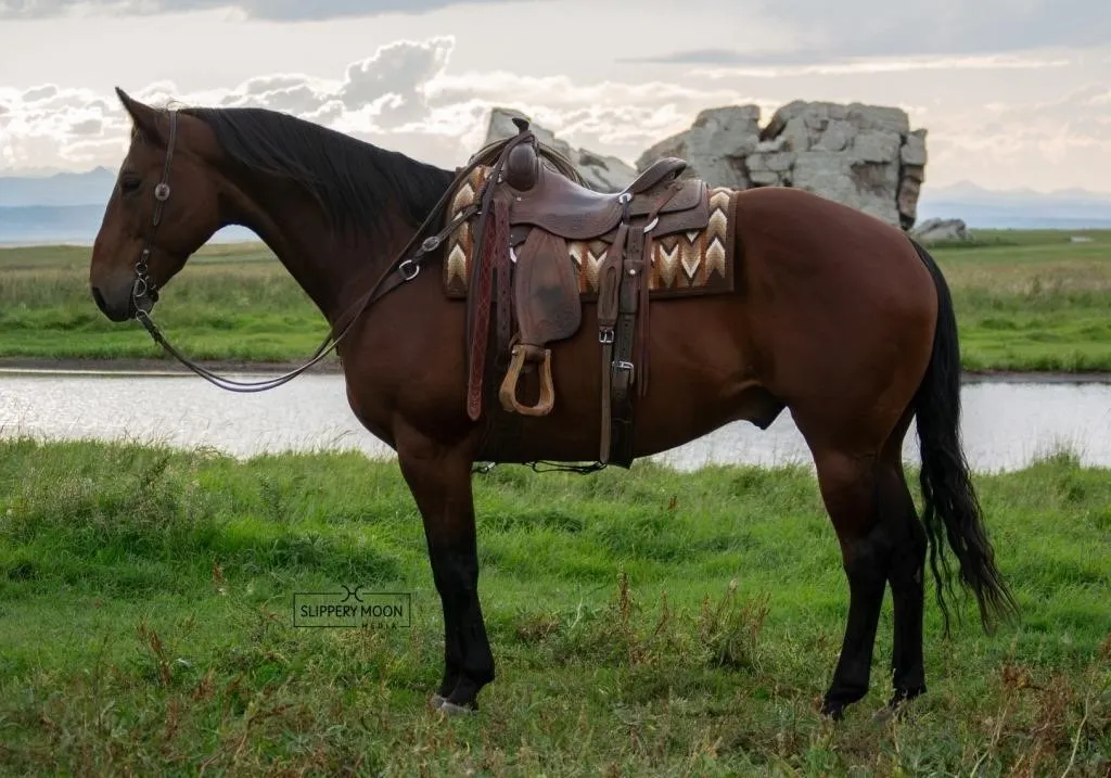 JEB 2016 GRADE BAY GELDING