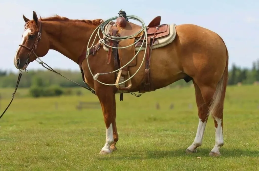 IMA TE DOC TE ROCK 2013 AQHA RED DUN GELDING