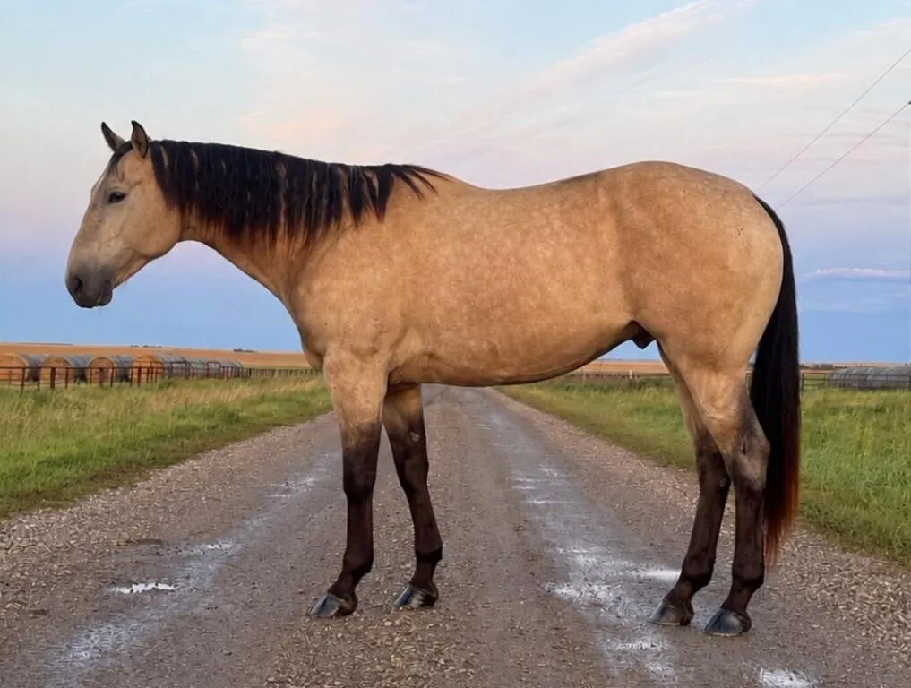 FROSTEDTWISTNTWISTER 2021 AQHA BUCKSKIN GELDING