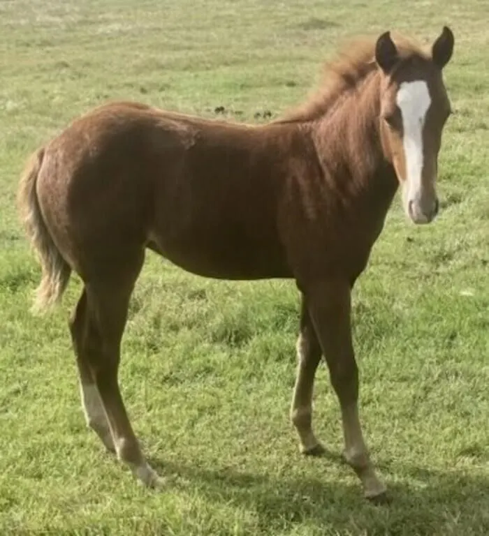 FROSTY MISS ALIVE 2026 AQHA SORREL FILLY
