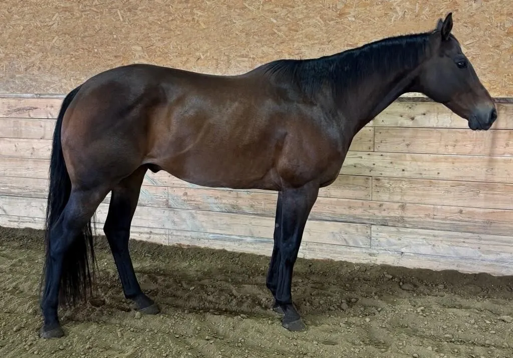 THE RONAS UNLEASHED 2013 AQHA BROWN GELDING