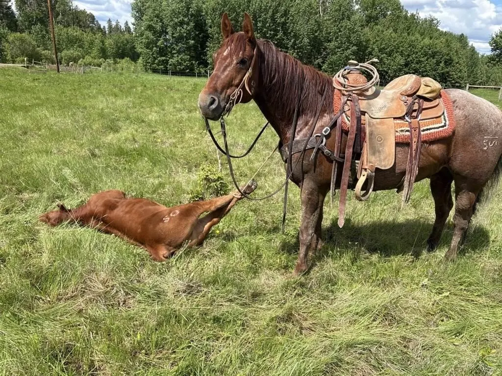 DARCY 2020 GRADE RED ROAN GELDING