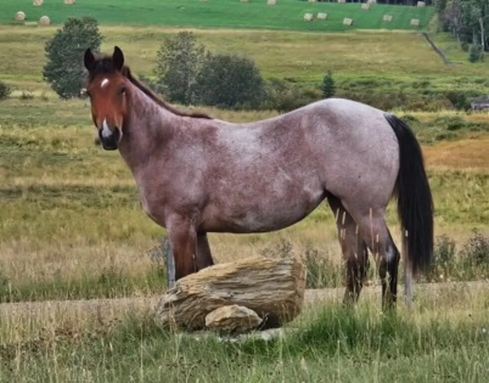 DRIFTING PEPTO WAGES 2025 AQHA BAY ROAN FILLY