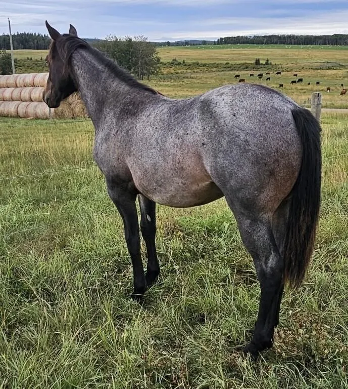 PEPTO DRIFT WAGES 2025 AQHA BLUE ROAN STALLION