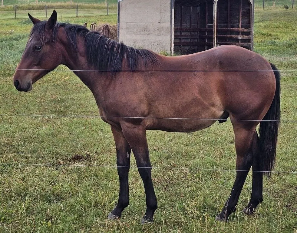DOCS DRIFT VALENTINE 2025 AQHA BAY ROAN STALLION