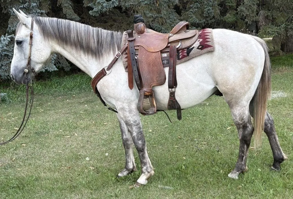 MESTON MANDRIFT JOJO 2023 AQHA GREY GELDING