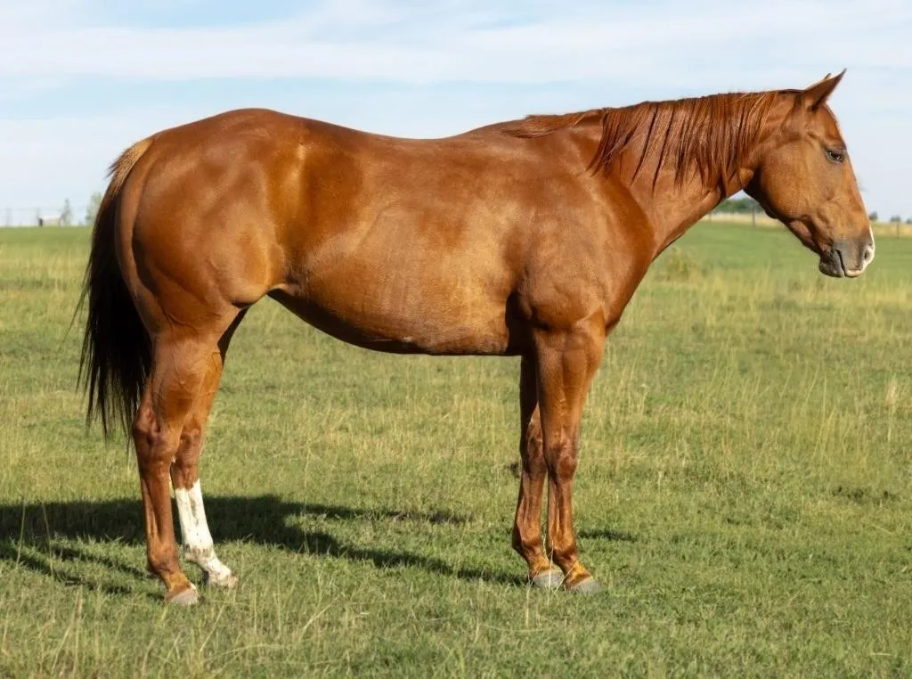SURPRISINGLY MINTY 2019 AQHA SORREL MARE