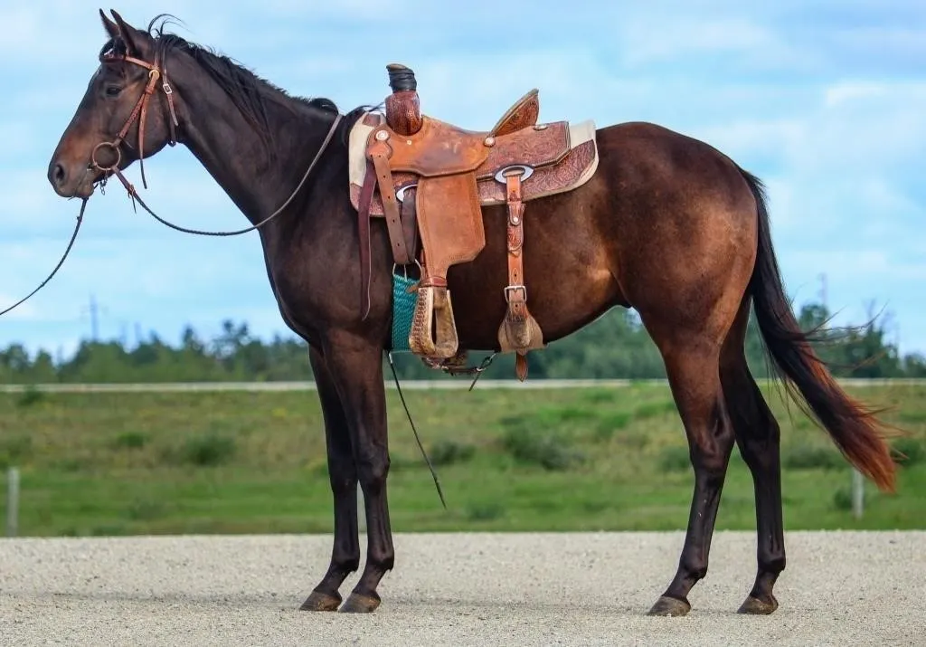 LER WILLY BE BLUE 2024 AQHA BROWN GELDING