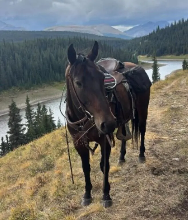 LD MISS ANNABELLE 2019 AQHA BAY MARE