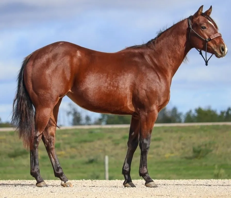 A DREAMY CHEXY 2024 AQHA BAY MARE