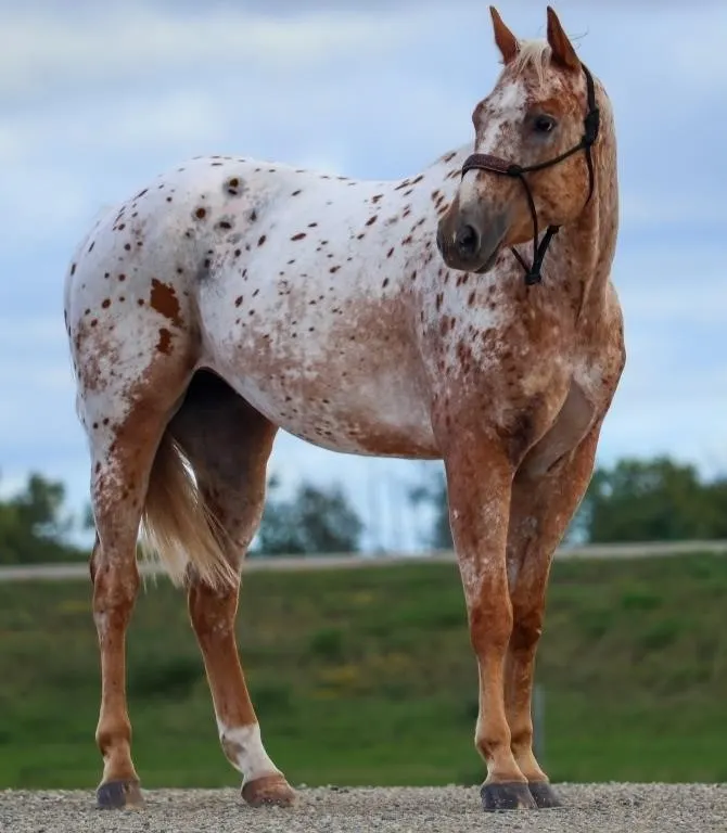 RB FIRST DEMENSION 2019 ApHC APPALOOSA GELDING