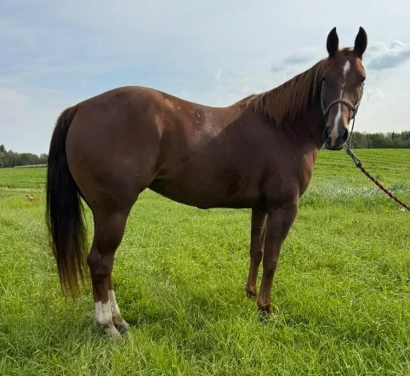 MISS TU SAN DEW 2021 AQHA CHESTNUT MARE