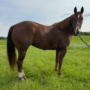 MISS TU SAN DEW 2021 AQHA CHESTNUT MARE