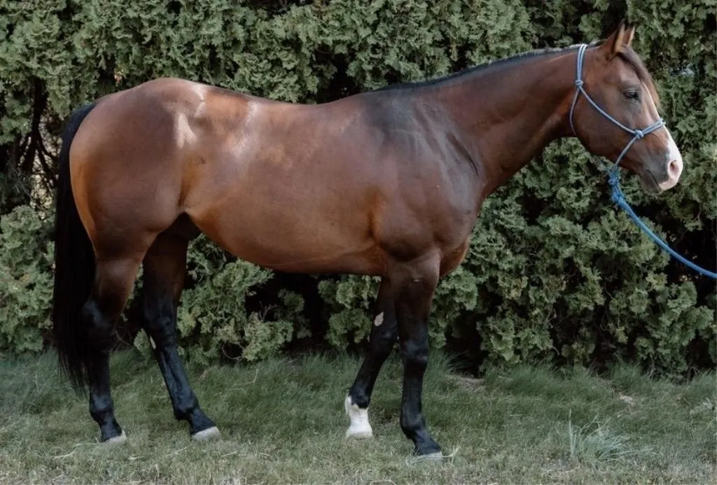 STEELE N DAKOTA ROSE 2018 AQHA BAY STALLION