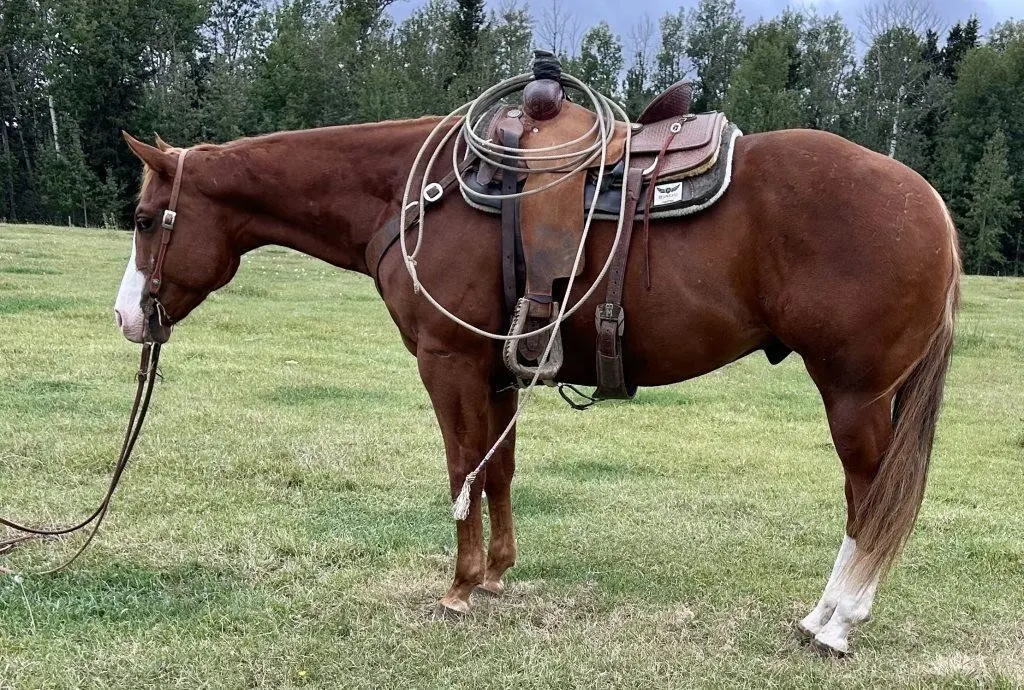 TWO BUCK WILD 2022 AQHA SORREL GELDING