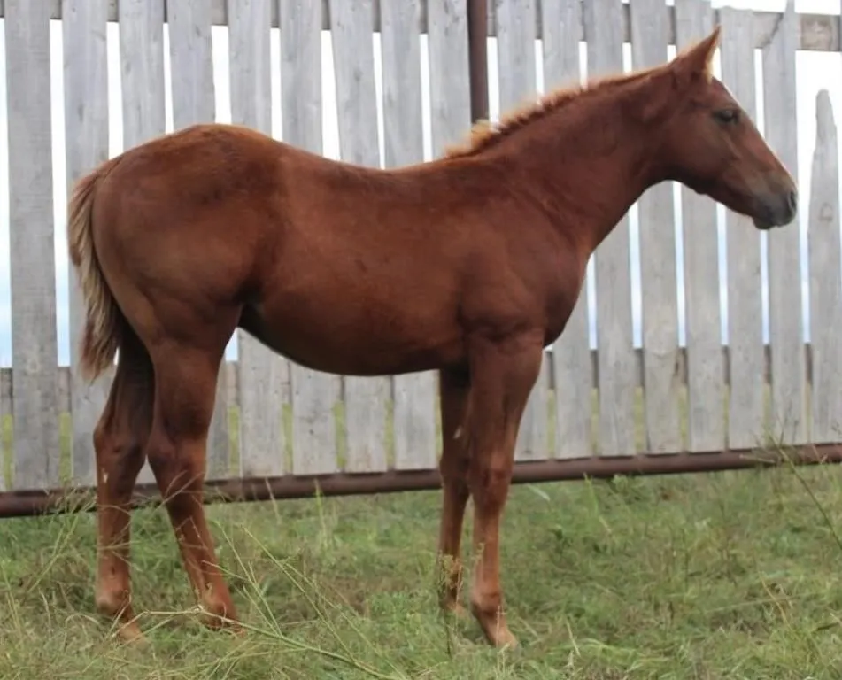 CT MI DREAM GUN 2026 AQHA SORREL STUD COLT