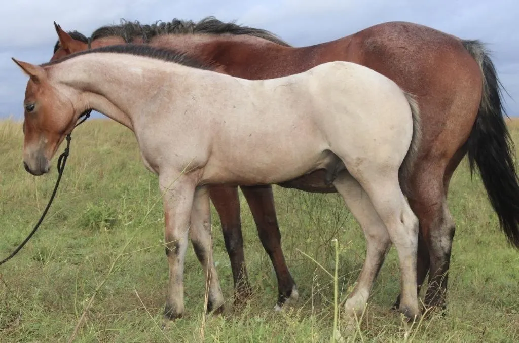 CT WILY GOT GUNZ 2026 AQHA BAY ROAN STUD COLT