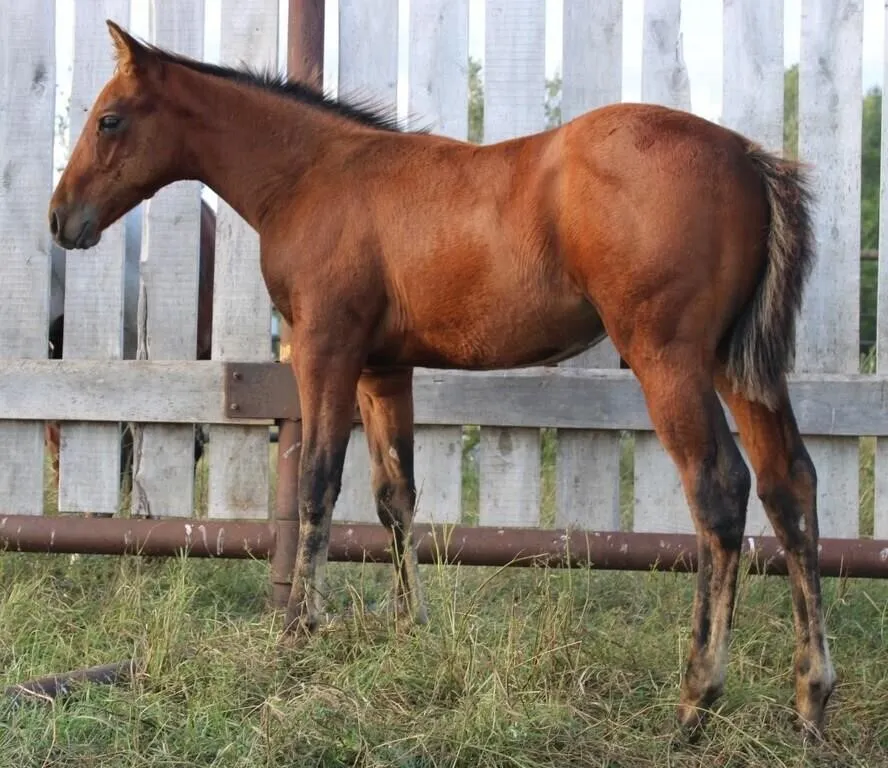CT QUINCYS GUN 2026 AQHA BAY STUD COLT
