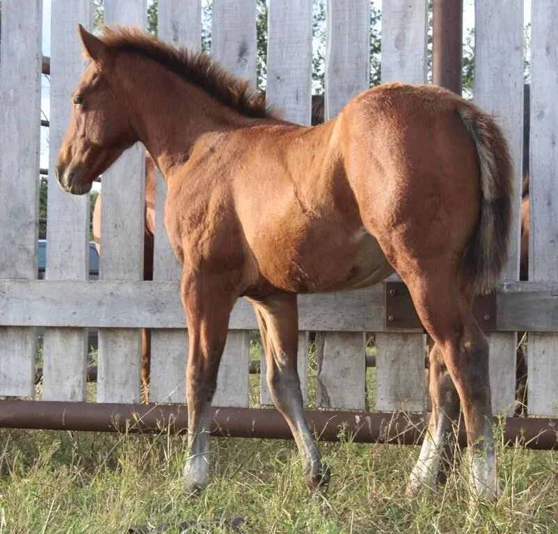 CT HESA BOGGIE GUN 2025 AQHA SORREL STUD COLT