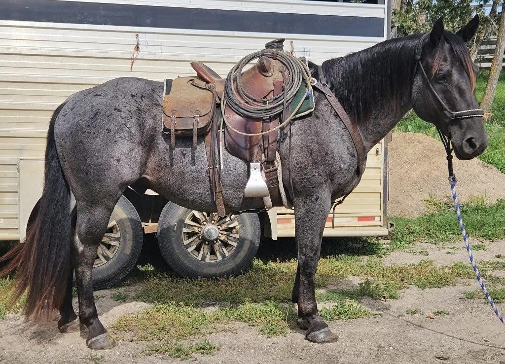 DIESEL 2017 GRADE BLUE ROAN GELDING