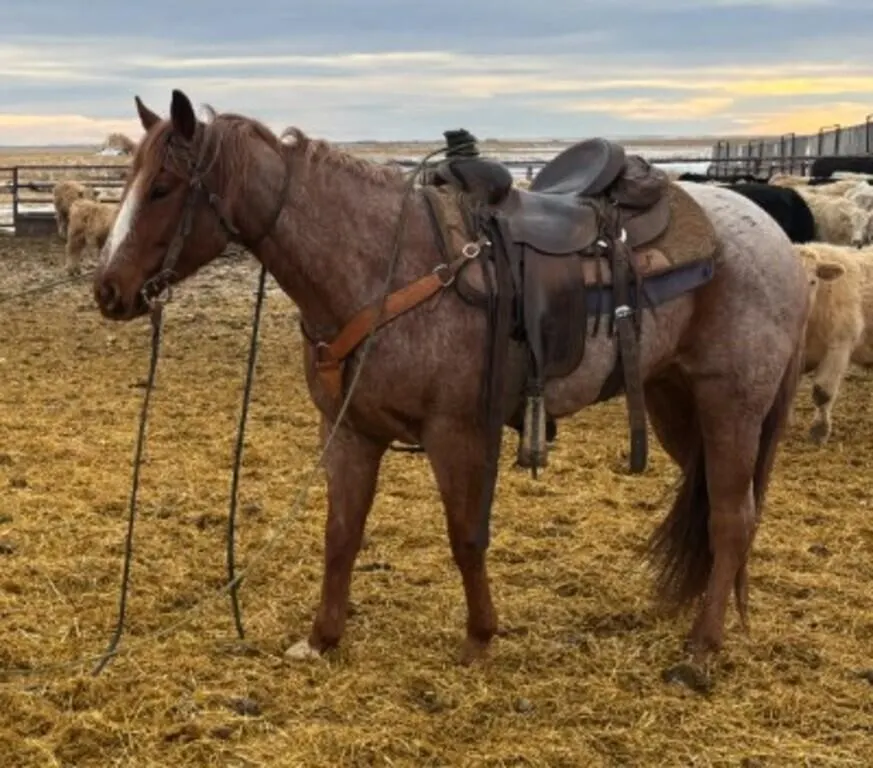 TROMP TRAIN 2019 AQHA RED ROAN GELDING