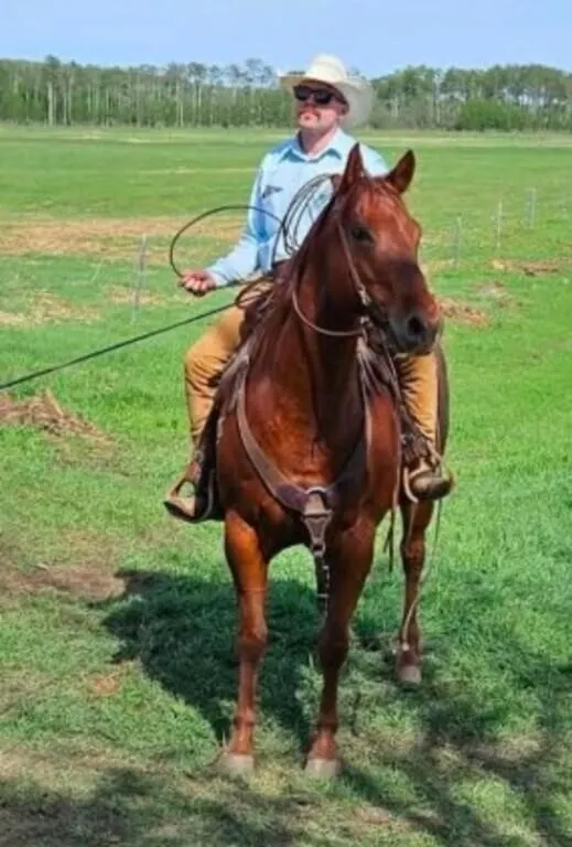 SUGAR BEE LYNX 2015 AQHA CHESTNUT GELDING